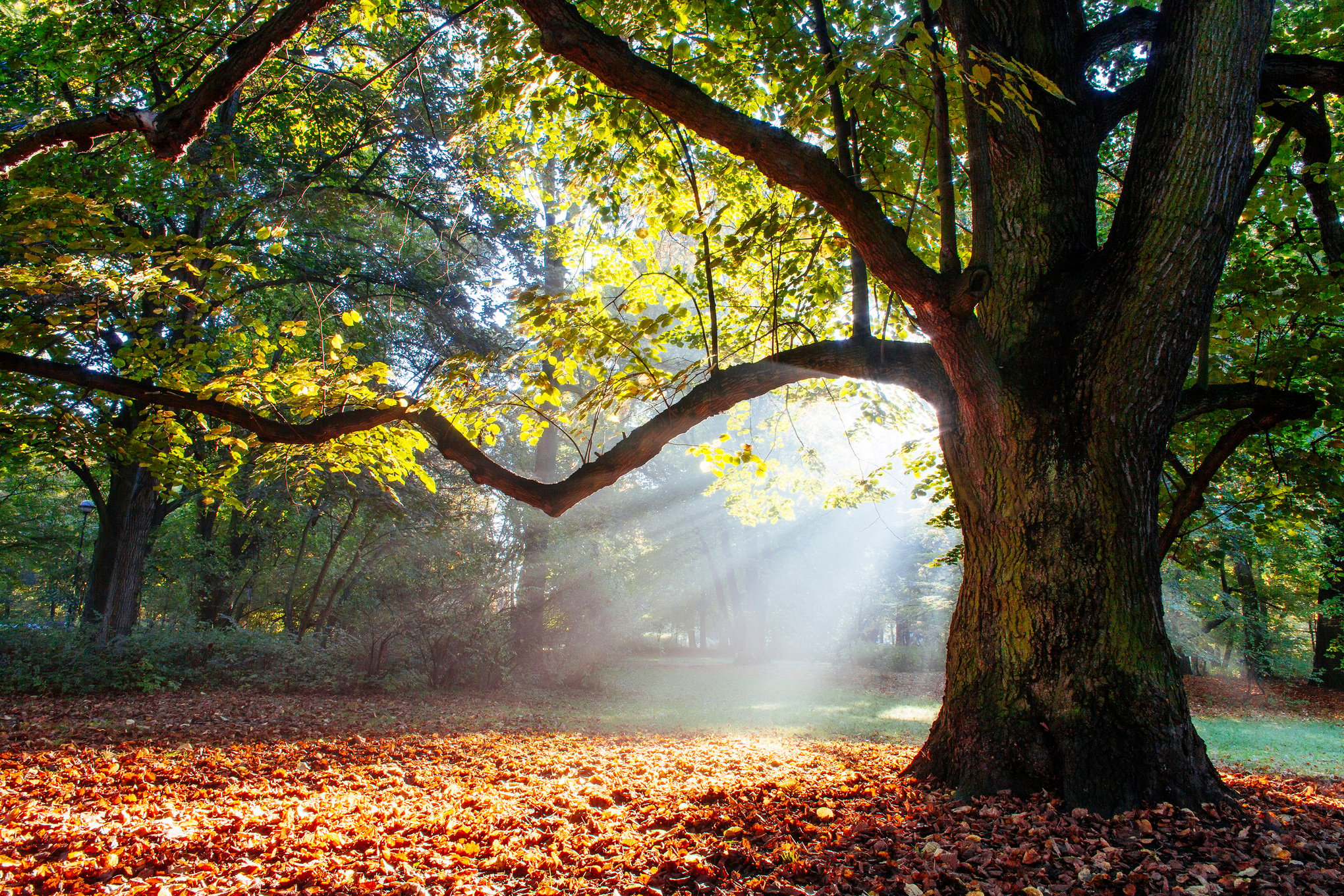 mighty oak tree